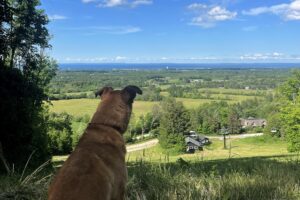 A Dog Lover's Guide to South Georgian Bay