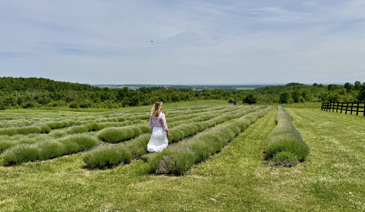 Purple Hill Lavender Farm